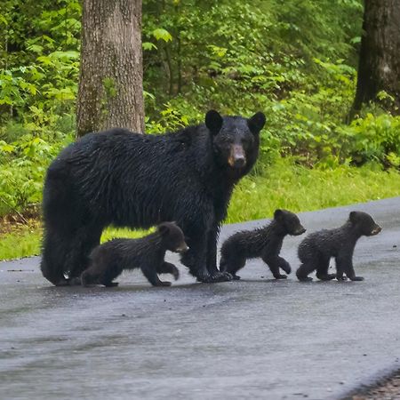 Suite Sensations, Hot Tub, Pool Table, 1089 Free Tickets Each Paid Day, Dollywood And More Pigeon Forge Buitenkant foto